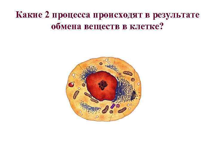 Какие 2 процесса происходят в результате обмена веществ в клетке? 