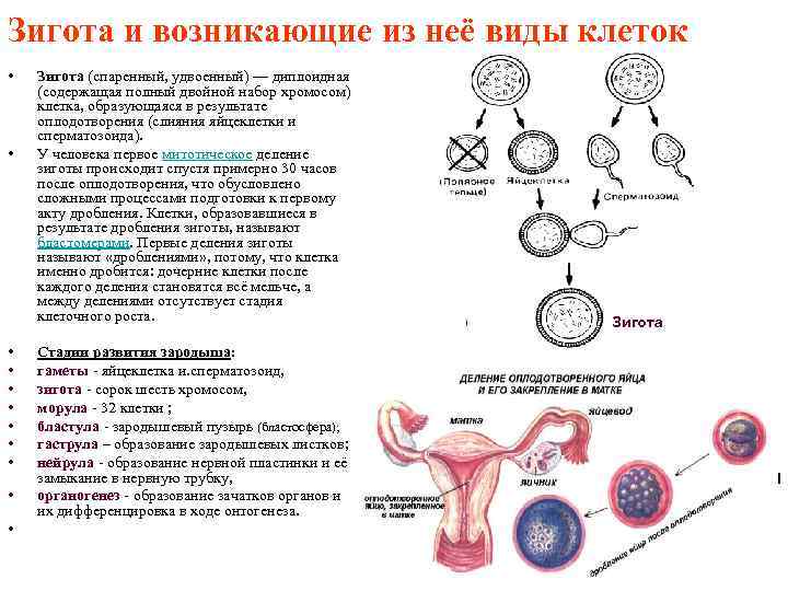 Зигота и возникающие из неё виды клеток • • • Зигота (спаренный, удвоенный) —