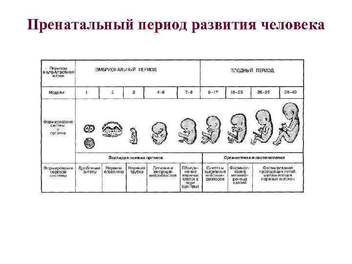 Пренатальный период развития человека 