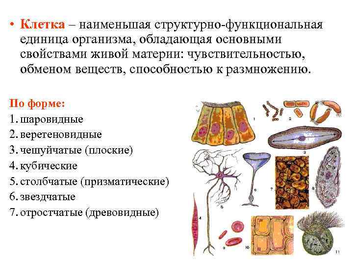 Цитогенетика человека презентация 10 класс