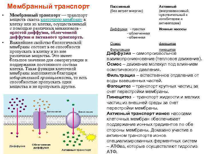 Мембранный транспорт • • Мембранный транспорт — транспорт веществ сквозь клеточную мембрану в клетку