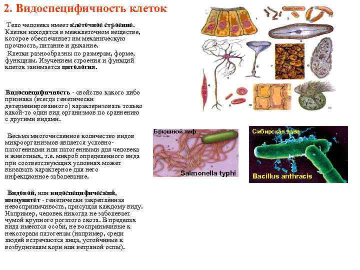 2. Видоспецифичность клеток Тело человека имеет клеточное строение. Клетки находятся в межклеточном веществе, которое
