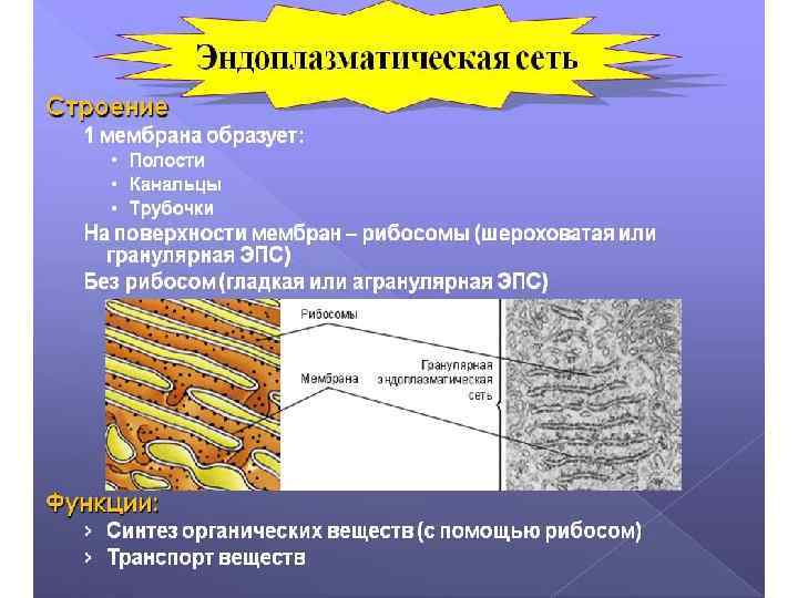 Эндоплазматическая сеть 