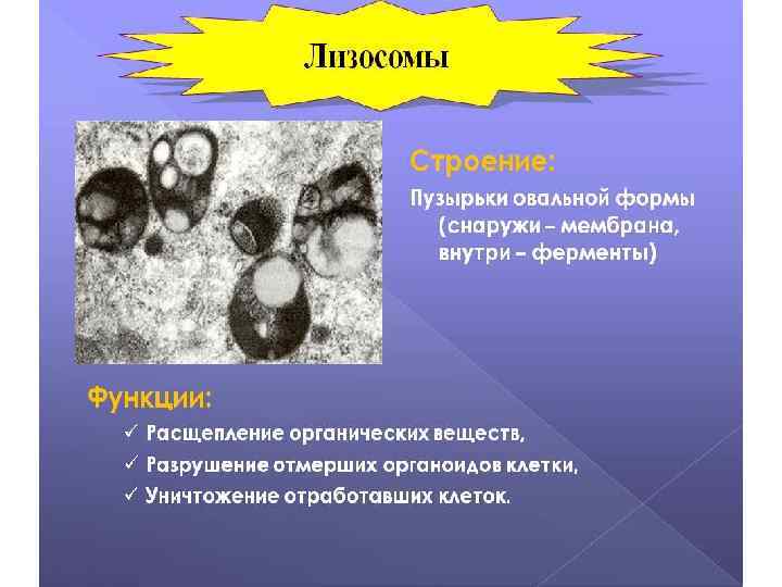 Лизосомы 