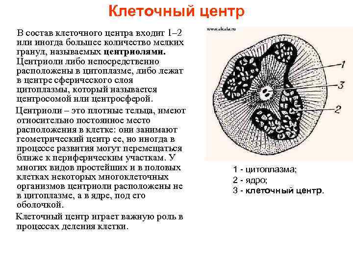 Клеточный центр В состав клеточного центра входит 1– 2 или иногда большее количество мелких