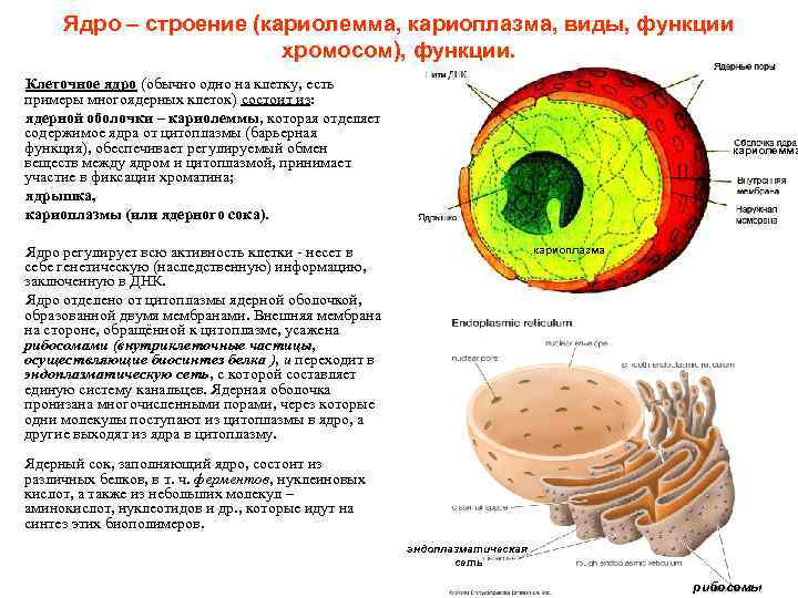 Ядро – строение (кариолемма, кариоплазма, виды, функции хромосом), функции. Клеточное ядро (обычно одно на