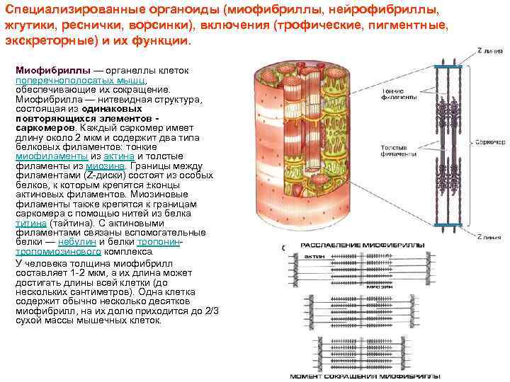 Специализированные органоиды (миофибриллы, нейрофибриллы, жгутики, реснички, ворсинки), включения (трофические, пигментные, экскреторные) и их функции.