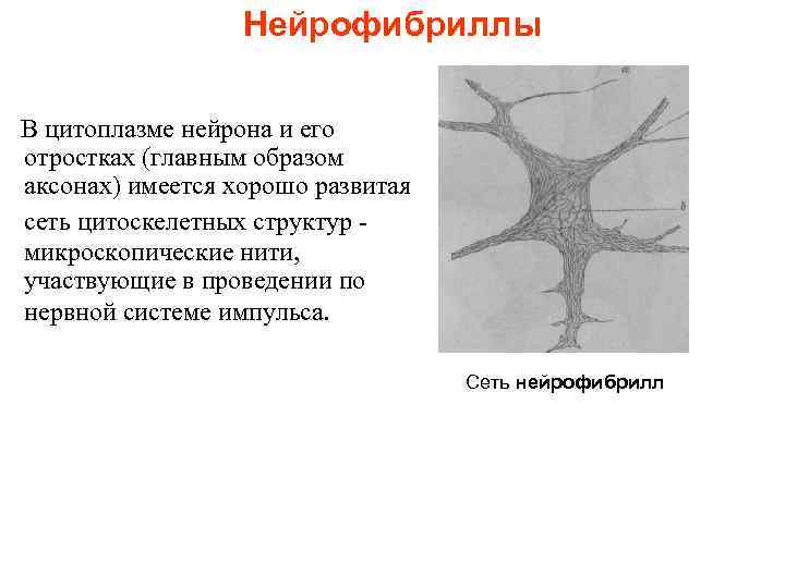Нейрофибриллы В цитоплазме нейрона и его отростках (главным образом аксонах) имеется хорошо развитая сеть