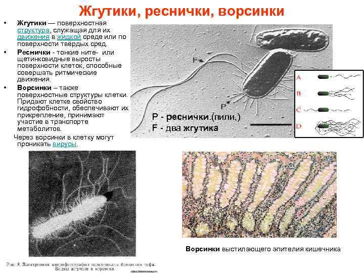 Жгутики, реснички, ворсинки • Жгутики — поверхностная структура, служащая для их движения в жидкой