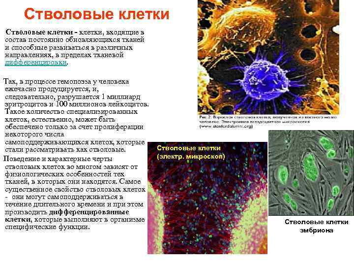 Стволовые клетки - клетки, входящие в состав постоянно обновляющихся тканей и способные развиваться в