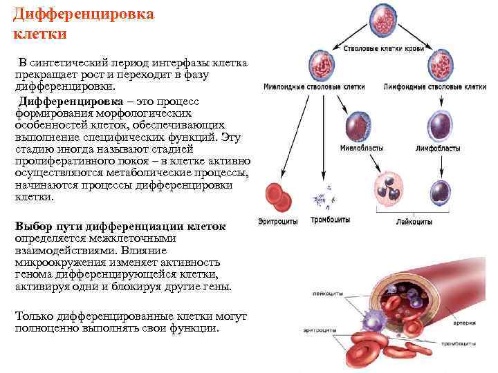 Дифференцировка клетки В синтетический период интерфазы клетка прекращает рост и переходит в фазу дифференцировки.