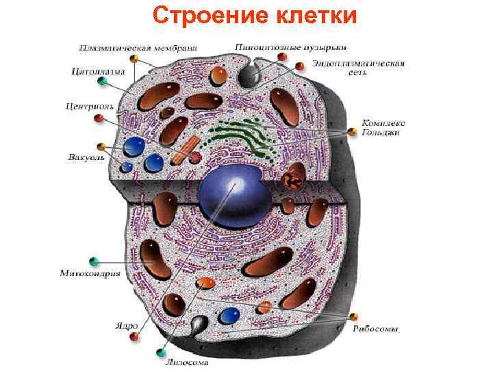 Строение клетки 