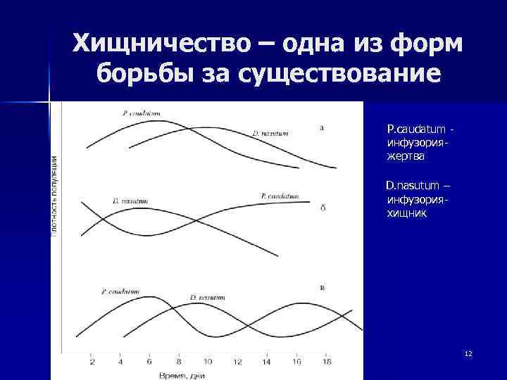 Хищничество – одна из форм борьбы за существование P. caudatum - инфузорияжертва D. nasutum