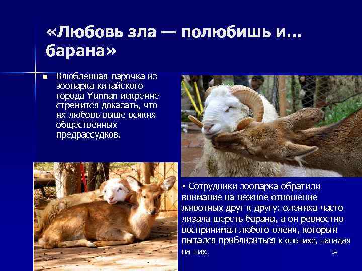 «Любовь зла — полюбишь и… барана» n Влюбленная парочка из зоопарка китайского города