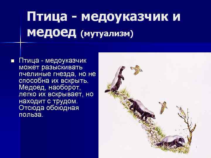 Птица - медоуказчик и медоед (мутуализм) n Птица - медоуказчик может разыскивать пчелиные гнезда,