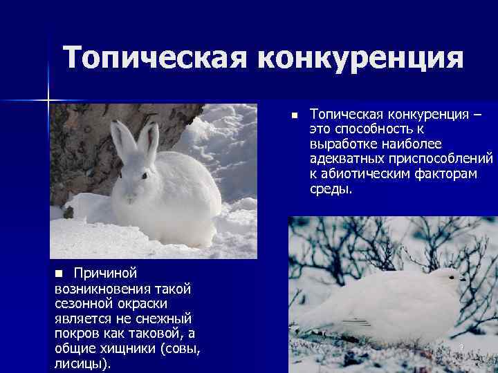 Топическая конкуренция n Топическая конкуренция – это способность к выработке наиболее адекватных приспособлений к