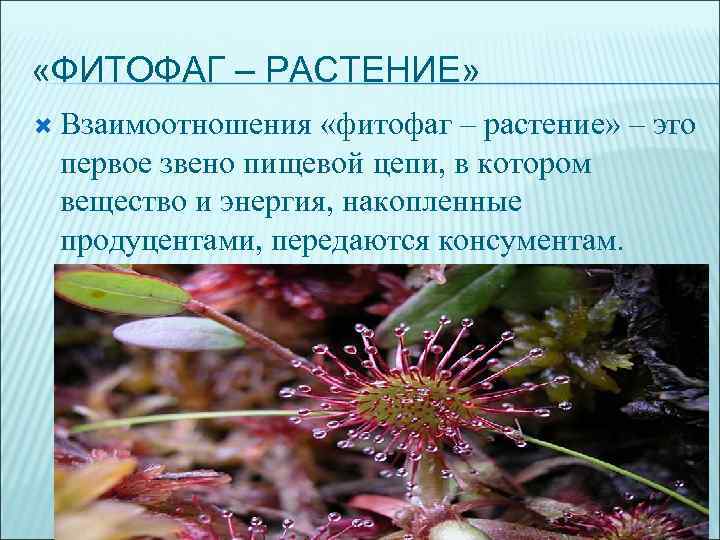  «ФИТОФАГ – РАСТЕНИЕ» Взаимоотношения «фитофаг – растение» – это первое звено пищевой цепи,