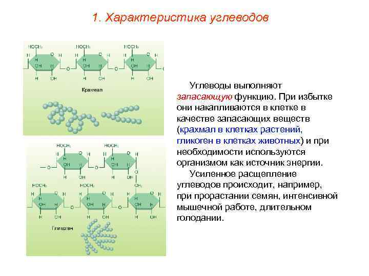 1. Характеристика углеводов Углеводы выполняют запасающую функцию. При избытке они накапливаются в клетке в