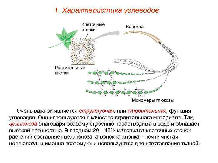 1. Характеристика углеводов Очень важной является структурная, или строительная, функция углеводов. Они используются в