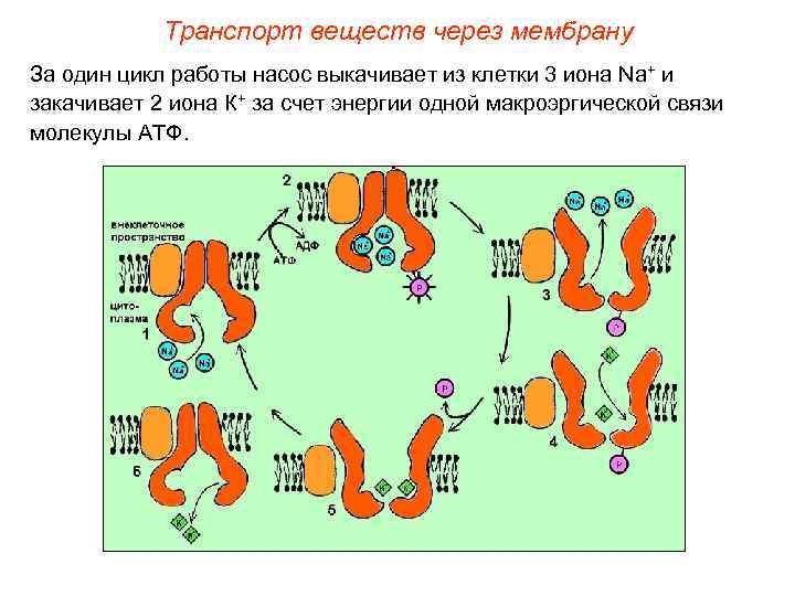 Транспорт веществ через мембрану За один цикл работы насос выкачивает из клетки 3 иона