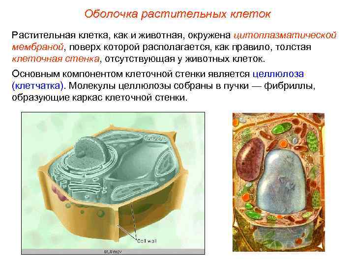 Оболочка растительных клеток Растительная клетка, как и животная, окружена цитоплазматической мембраной, поверх которой располагается,