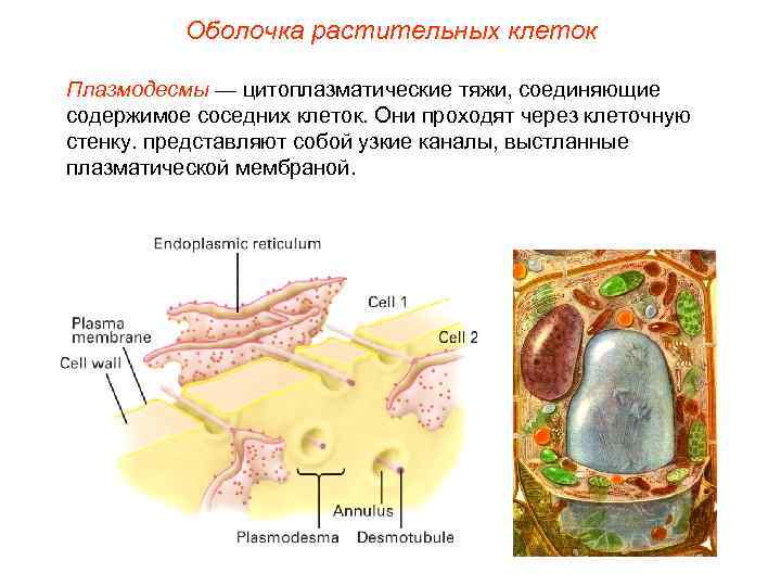 Оболочка растительных клеток Плазмодесмы — цитоплазматические тяжи, соединяющие содержимое соседних клеток. Они проходят через