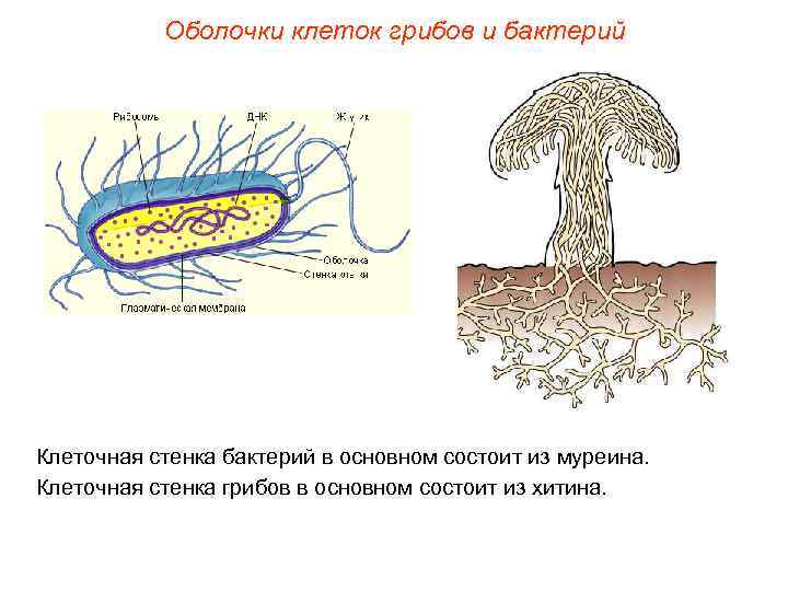 Оболочки клеток грибов и бактерий Клеточная стенка бактерий в основном состоит из муреина. Клеточная