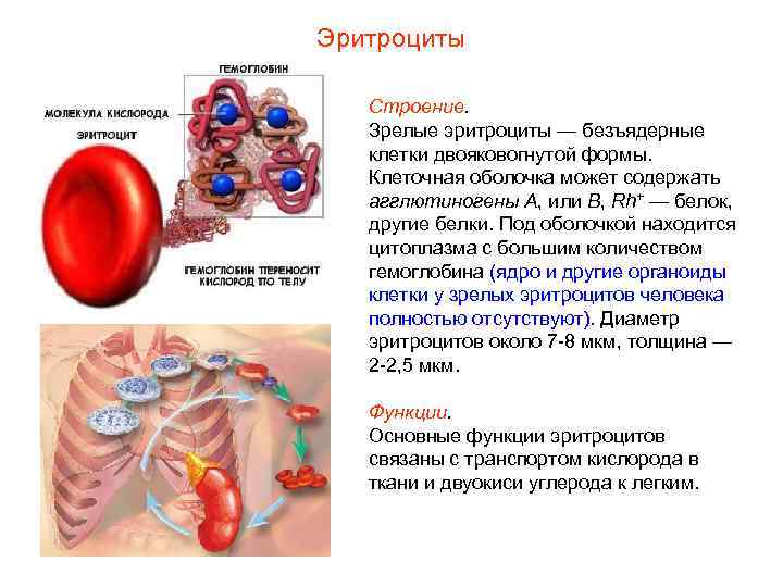 Эритроциты Строение. Зрелые эритроциты — безъядерные клетки двояковогнутой формы. Клеточная оболочка может содержать агглютиногены