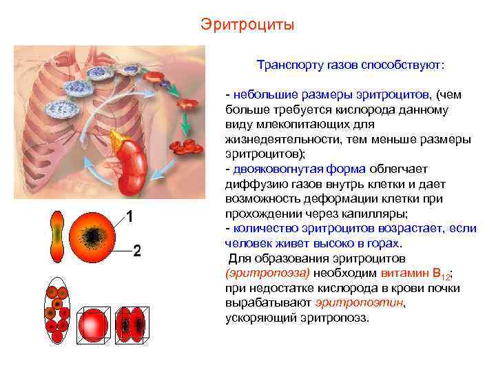 Эритроциты Транспорту газов способствуют: - небольшие размеры эритроцитов, (чем больше требуется кислорода данному виду