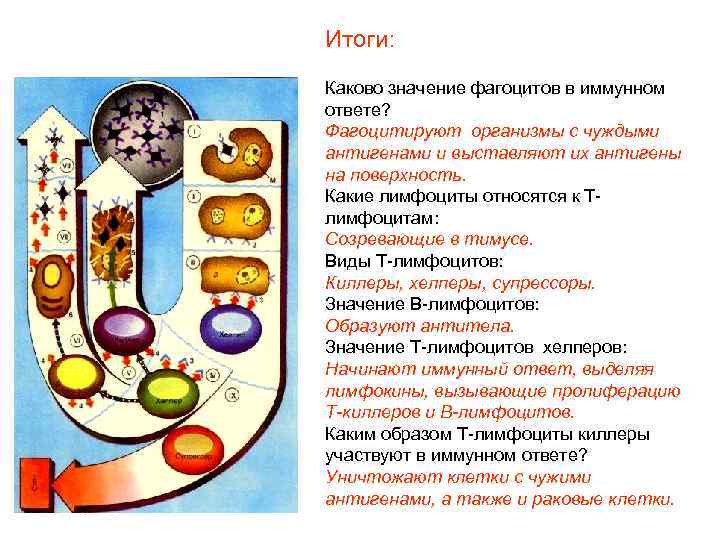 Итоги: Каково значение фагоцитов в иммунном ответе? Фагоцитируют организмы с чуждыми антигенами и выставляют