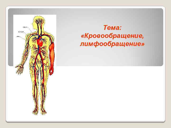 Тема: «Кровообращение, лимфообращение» 