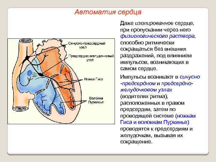Автоматия сердца Даже изолированное сердце, при пропускании через него физиологического раствора, способно ритмически сокращаться