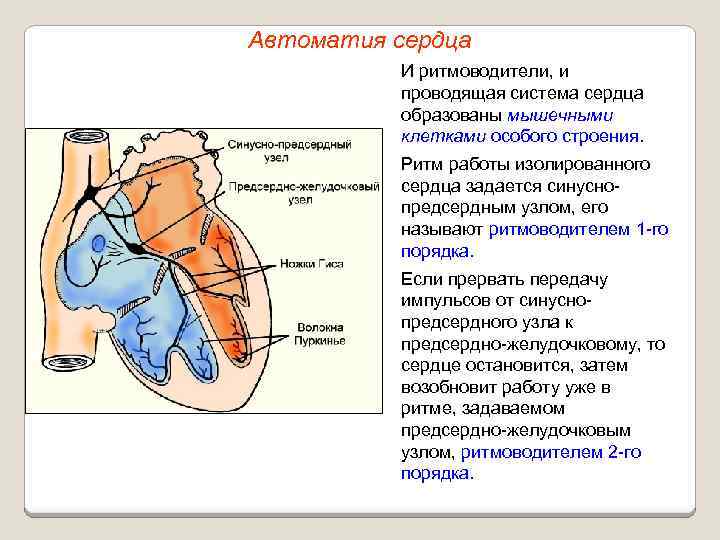 Автоматия сердца И ритмоводители, и проводящая система сердца образованы мышечными клетками особого строения. Ритм