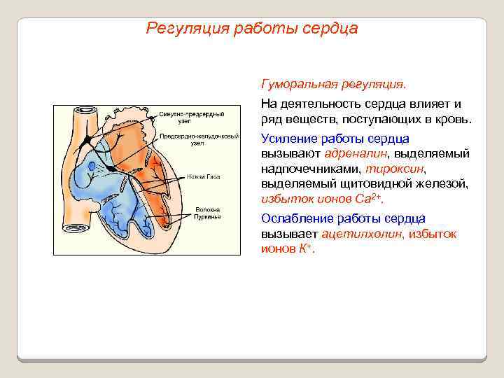 Регуляция работы сердца Гуморальная регуляция. На деятельность сердца влияет и ряд веществ, поступающих в