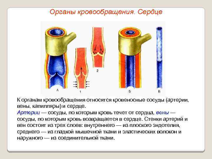Органы кровообращения. Сердце К органам кровообращения относятся кровеносные сосуды (артерии, вены, капилляры) и сердце.