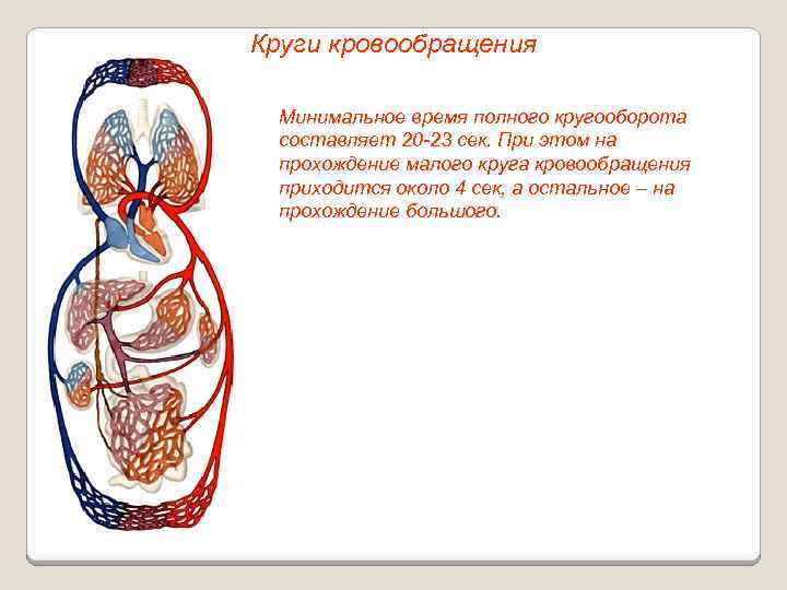 Круги кровообращения Минимальное время полного кругооборота составляет 20 -23 сек. При этом на прохождение