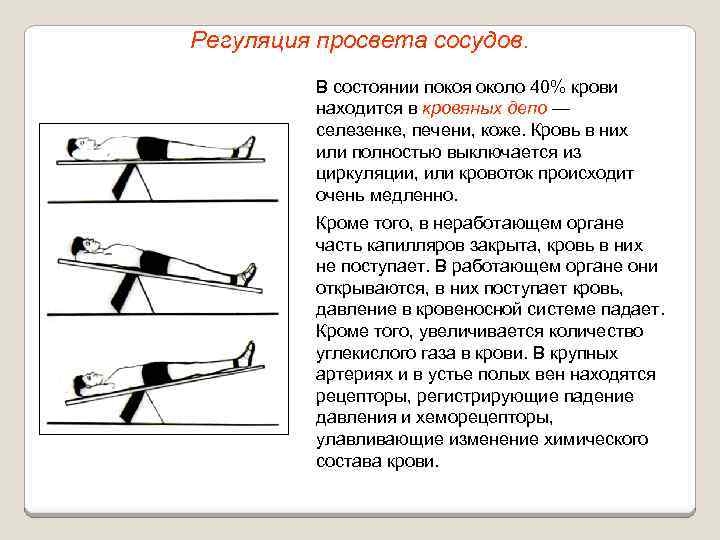 Регуляция просвета сосудов. В состоянии покоя около 40% крови находится в кровяных депо —