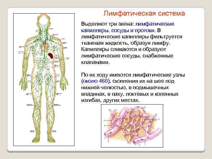Лимфатическая система Выделяют три звена: лимфатические капилляры, сосуды и протоки. В лимфатические капилляры фильтруется