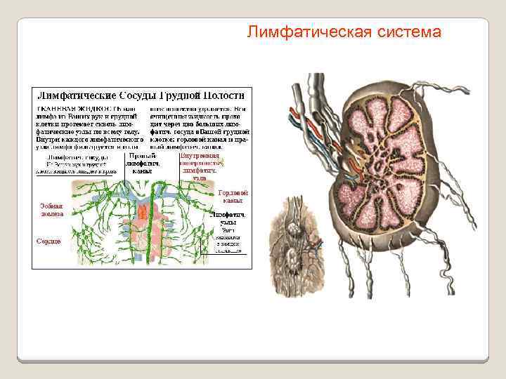 Лимфатическая система 