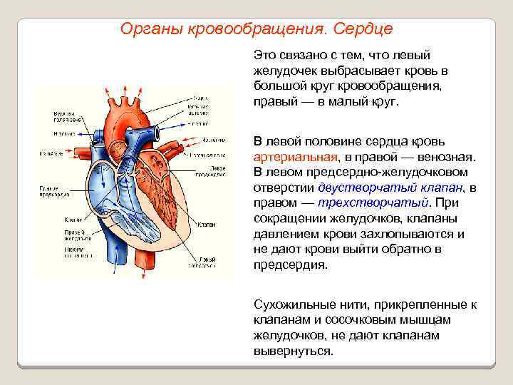 Органы кровообращения. Сердце Это связано с тем, что левый желудочек выбрасывает кровь в большой