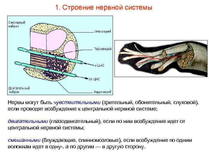 1. Строение нервной системы Нервы могут быть чувствительными (зрительный, обонятельный, слуховой), если проводят возбуждение