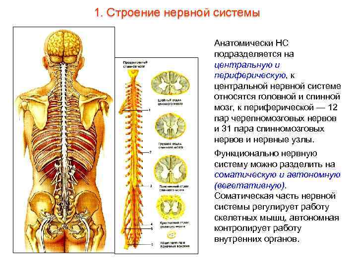 1. Строение нервной системы Анатомически НС подразделяется на центральную и периферическую, к центральной нервной