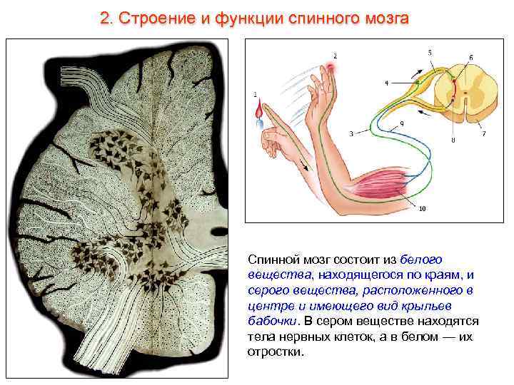 2. Строение и функции спинного мозга Спинной мозг состоит из белого вещества, находящегося по