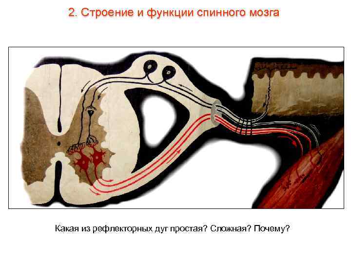 2. Строение и функции спинного мозга Какая из рефлекторных дуг простая? Сложная? Почему? 