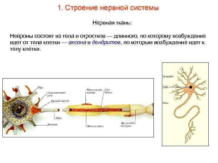 1. Строение нервной системы Нервная ткань: Нейроны состоят из тела и отростков — длинного,