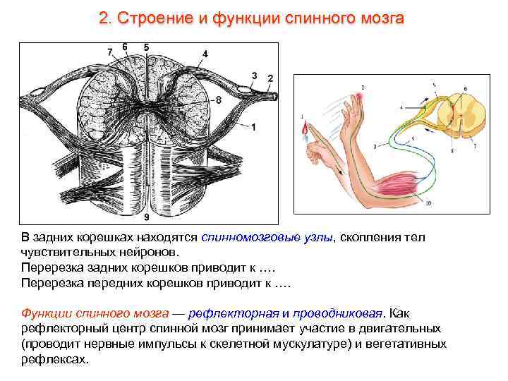 2. Строение и функции спинного мозга В задних корешках находятся спинномозговые узлы, скопления тел