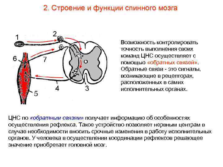 2. Строение и функции спинного мозга Возможность контролировать точность выполнения своих команд ЦНС осуществляет