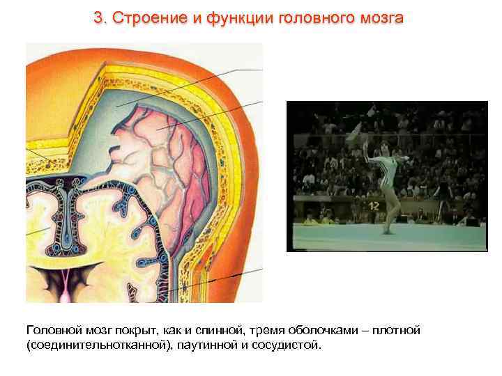 3. Строение и функции головного мозга Головной мозг покрыт, как и спинной, тремя оболочками