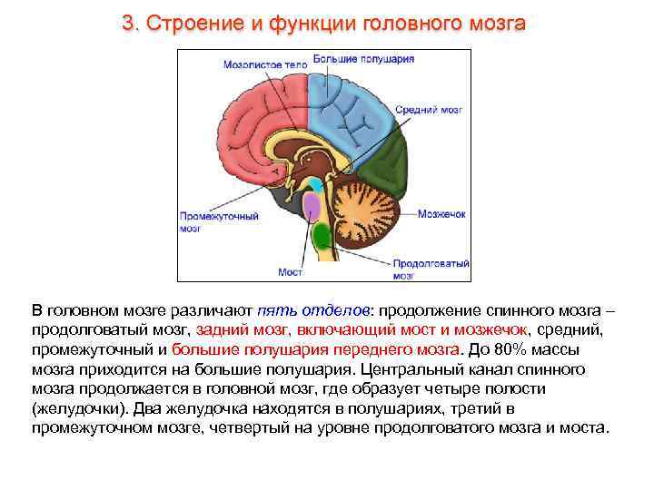 3. Строение и функции головного мозга В головном мозге различают пять отделов: продолжение спинного