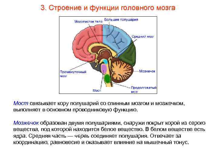 3. Строение и функции головного мозга Мост связывает кору полушарий со спинным мозгом и